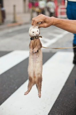 Hurón en Tokyo