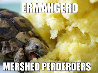 cute little hungry turtle eating mashed potatoes ERMAHGERD MERSHED PERDERDERS tiny tortoise meme