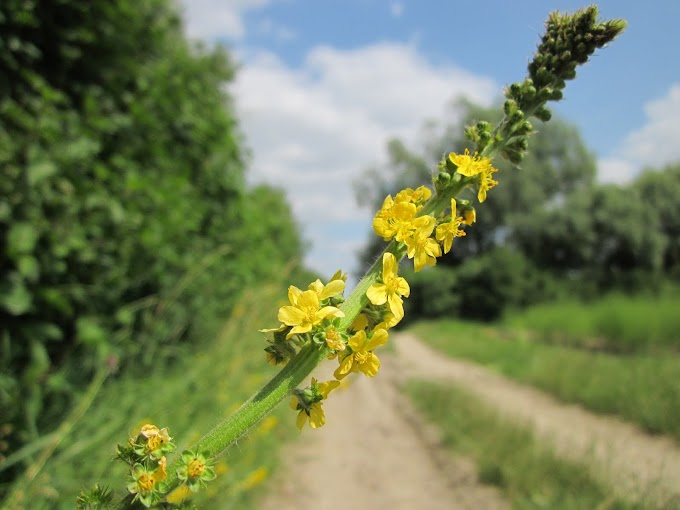 The importance of Agrimony (Agrimonia eupatoria) herb in treating health problems