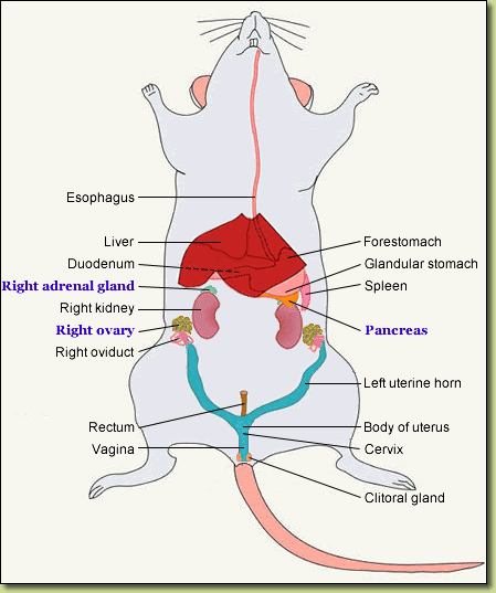 DIAGRAMS: Diagram of Endocrine Organs in Lower Body