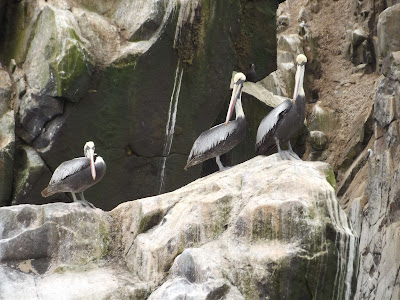 Pelicans