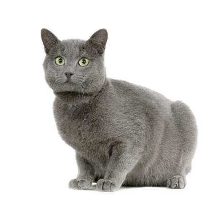 Cat Breeds - Chartreux Cat