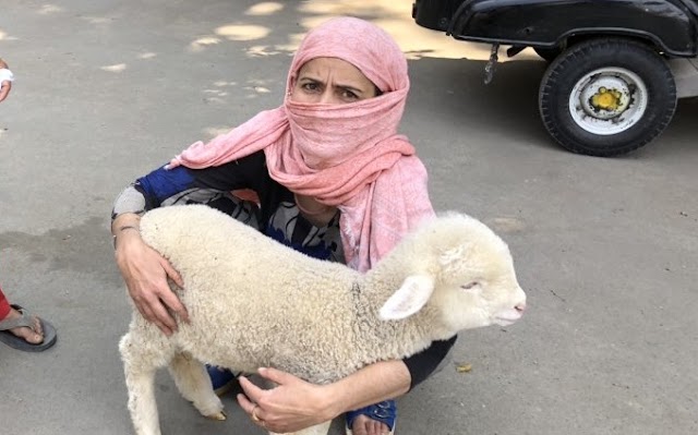 Covid Pandemic: Lady Walked Miles to Reach VeT Hospital to get Treatment for Her Lamb in Srinagar