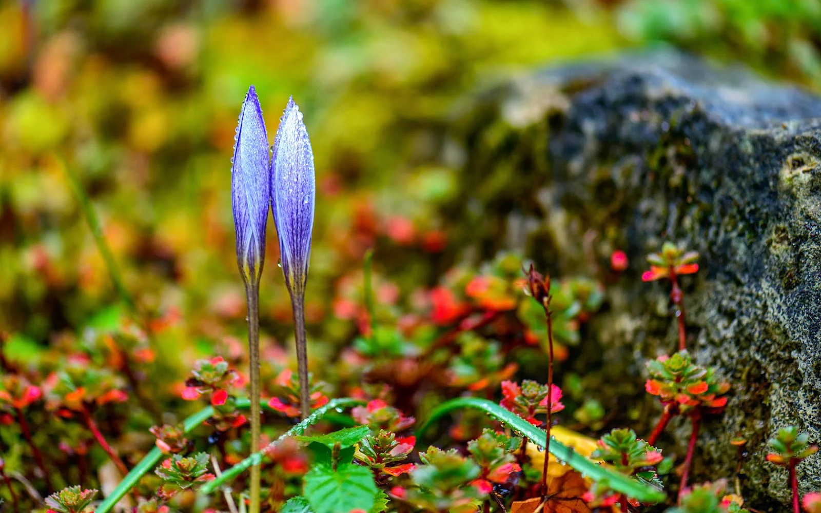 Foto van paarse krokussen in de natuur