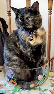 Real Cat Paisley in her thinking bowl