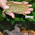 5 Katak dan Kodok Terunik di Dunia