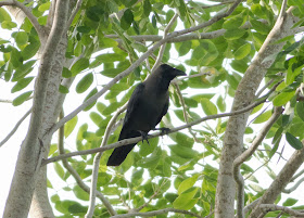 House Crow - Pasir Ris, Singapore