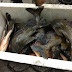 DEMA DOA A INSTITUIÇÕES ASSISTENCIAIS DA CAPITAL 700 QUILOS DE PESCADO EM SITUAÇÃO IRREGULAR APREENDIDOS NESTA TERÇA-FEIRA (27)
