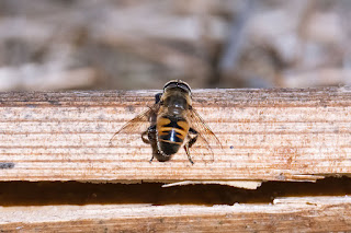 mosca-zangano-eristalis-tenax-