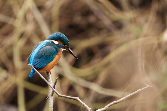 Common Kingfisher छोटा किलकिला, राम चिरैया, शरीफन, निता मछराला  (Alcedo atthis)