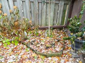 Monarch Park Fall Cleanup Back Garden Before by Paul Jung Gardening Services--a Toronto Organic Gardener