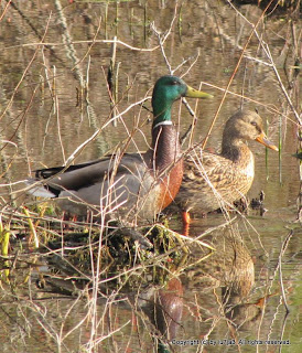 Mallards