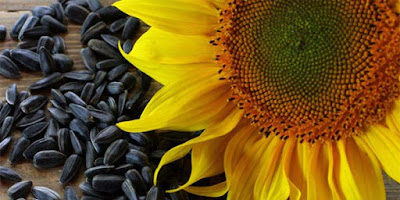 Anti-Aging Foods Sunflower