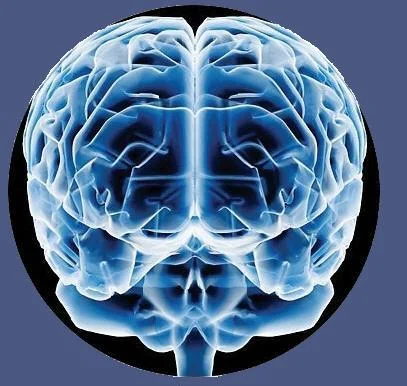 Modelo Triádico del Cerebro.