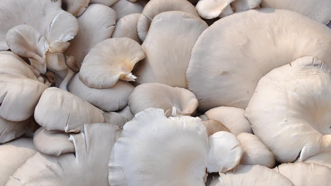 Nutritional value of oyster mushroom PDF | Edible mushroom spawn | Biobritte mushrooms