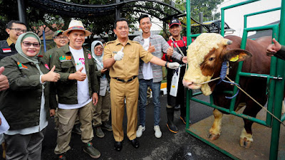 Sebelum Dikirim ke Istana Bogor, Sapi Limosin Pesanan Presiden Jokowi Dikarantina