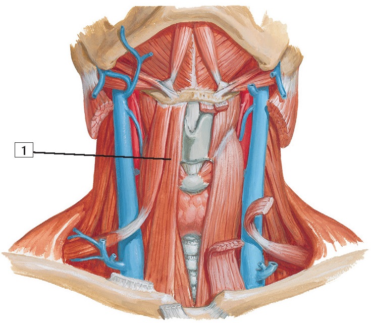 Sternohyoid muscle