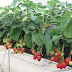 Tuyển 9 nữ lao động làm công việc trồng dâu tại Aichi Nhật Bản