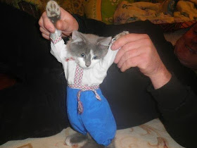 Funny cats - part 79 (35 pics + 10 gifs), kitten wears costume