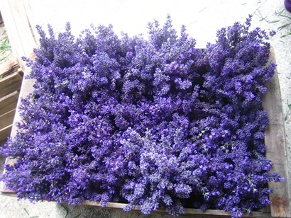 lavanda