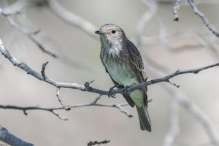 papamoscas-gris-muscicapa-striata-