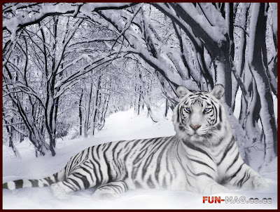 White Tiger (Panthera Tigris) - Animals Wallpaper