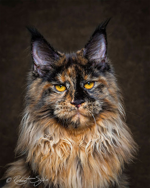 White Wolf : Glorious Photos of Maine Coon Cats Who Look ...