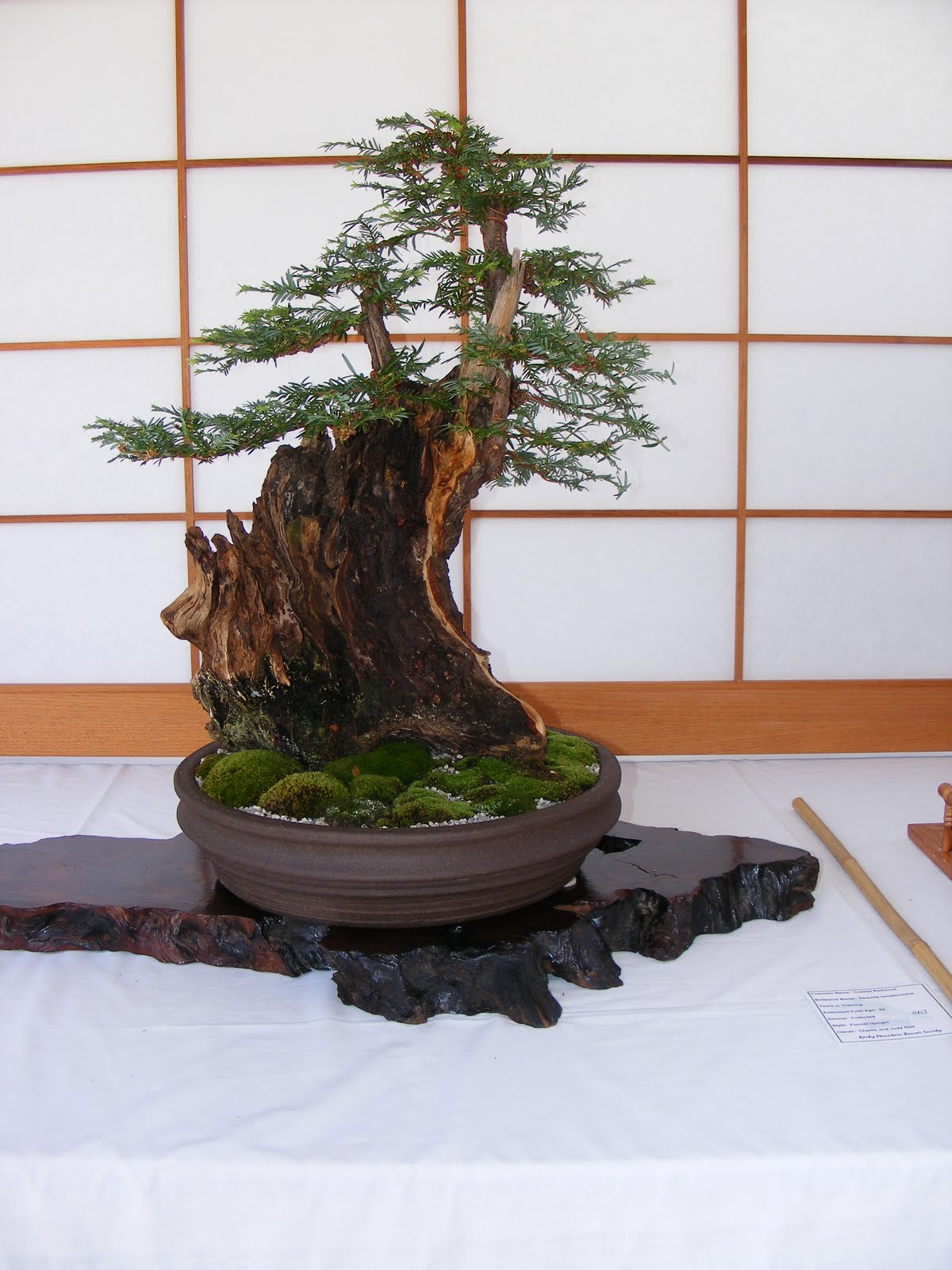 Bonsai tree in a pot