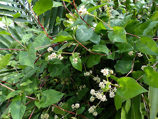 Persicaria chinensis - Polygonum chinense - Renouée de Chine - Persicaire de Chine 