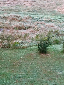 frost-covered field and wet spot