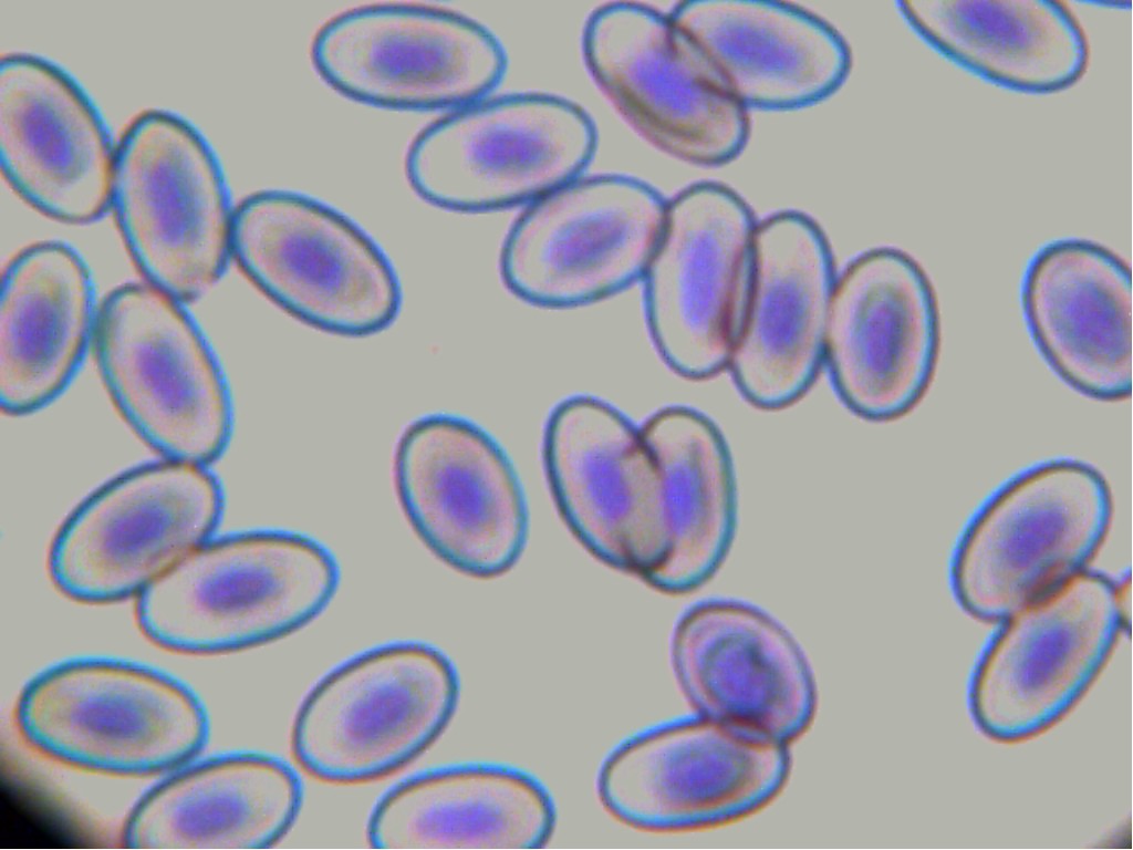  Sel  Darah Hewan  Vertebrata Biologi