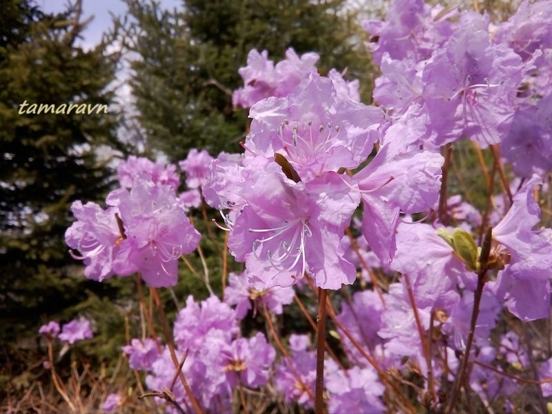 Рододендрон остроконечный (Rhododendron mucronulatum)