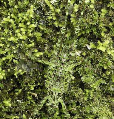 Saltamontes camuflado entre hojas verdes
