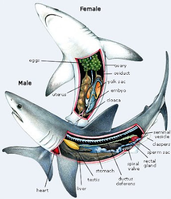 Anatomi Organ Tubuh Ikan Hiu