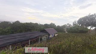 Saudagar Nanas Agrofarm di Kajang | Kafe di ladang nanas yang berkonsepkan agrotourism