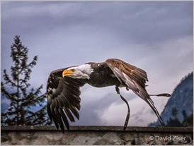 0001_Falcons-DAZ_0622