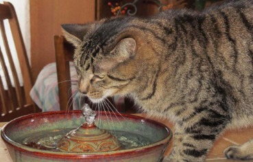 cat-water-fountain