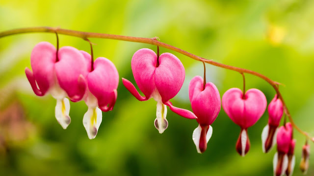 Bleeding Hearts Flower HD Wallpaper