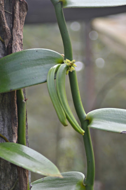 Guyane, Jardin botanique, Macouria, orchidée