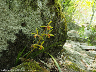 Cymbidium faberi -  Faber's Cymbidium care and culture