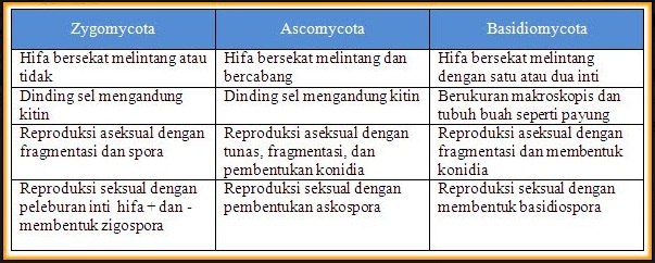 BIOLOGI GONZAGA FUNGI ESSAY