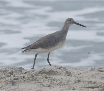 Willet (Catoptrophorus semipalmatus) 