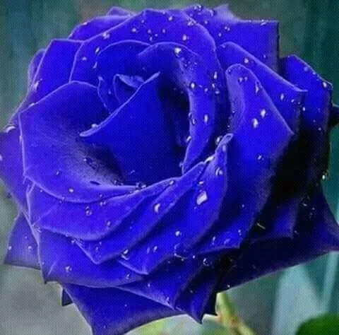 Picture of blue rose flower - Picture of blue rose flower - Rose flower picture download - Different color rose flower picture download - rose flower - NeotericIT.com