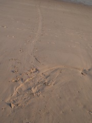 PA241815