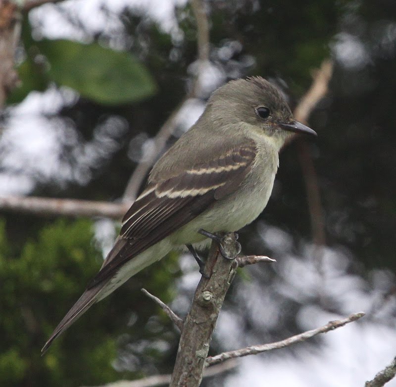 Birds: Eastern Wood-Pewee