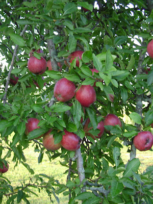 apple tree. apple tree leaf. akhilmahajan