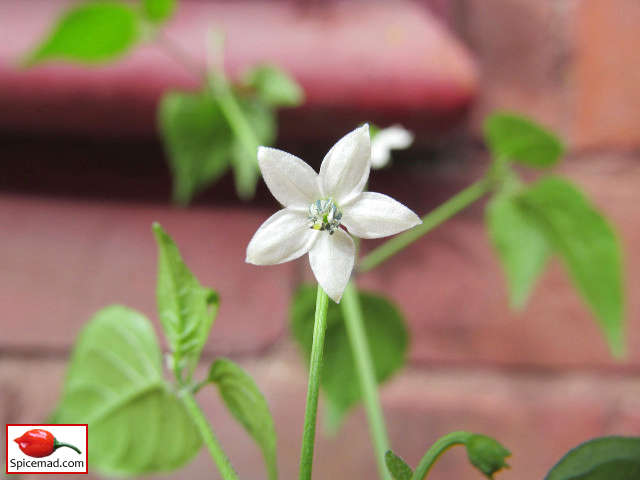 Dwarf Chiltepin Flower - 12th July 2020