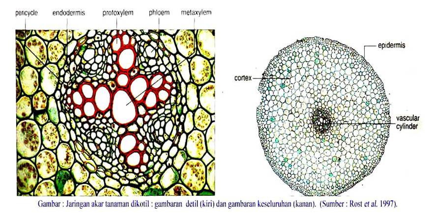 Kimeni s Blog Jaringan Pembuluh Xilem Dan Floem 