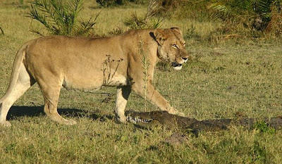 Three Lionesses vs Crocodile Seen On www.coolpicturegallery.us