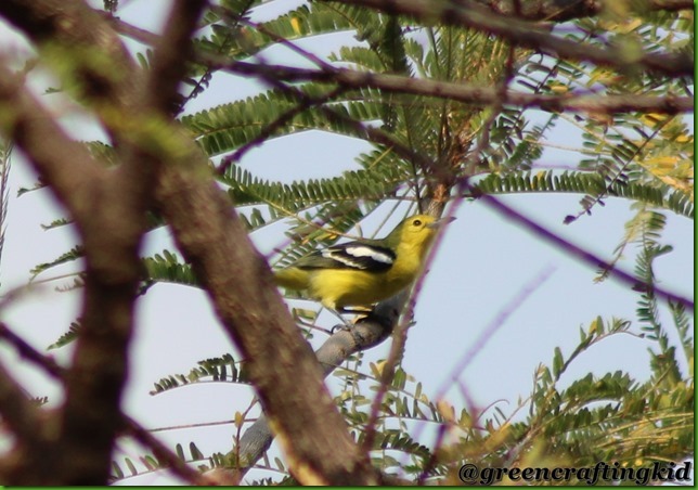Common Iora